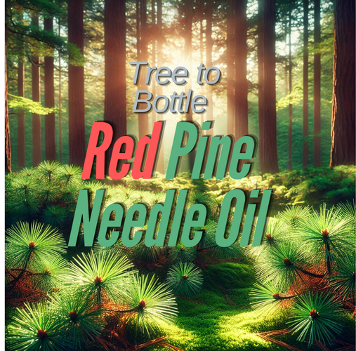 A serene red pine forest with sunlight filtering through the trees, showcasing vibrant green pine needles and a peaceful natural environment, highlighting the untouched beauty and sustainability of nature's remedies